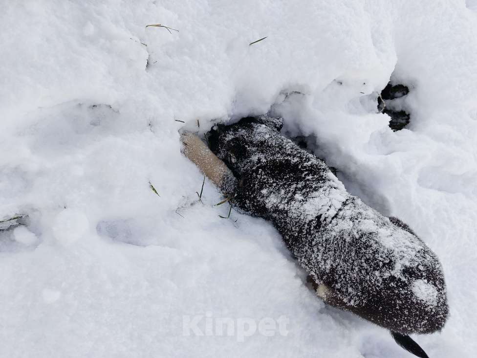 Собаки в других городах Ленинградской области: Пушистый красотун Мальчик, Бесплатно - фото 5