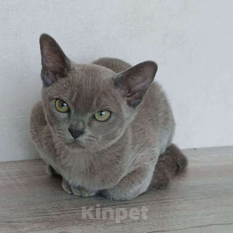 Кошки в других городах Ленинградской области: Котята европейской бурмы Мальчик, 30 000 руб. - фото 2