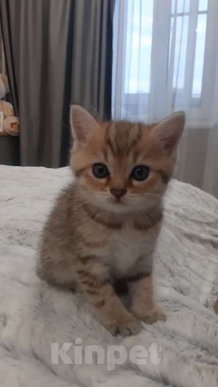 Кошки в Санкт-Петербурге: Шотландские вислоухие и прямоухие котята Девочка, 8 000 руб. - фото 8