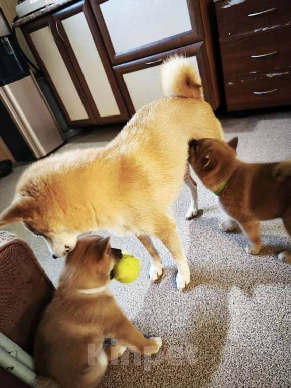 Собаки в Никольском: Продается щенок сиба ину Мальчик, 70 000 руб. - фото 1