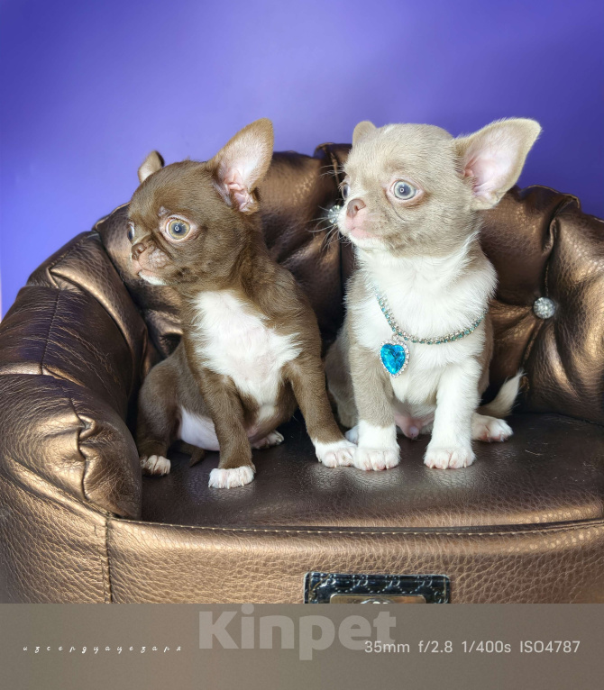 Собаки в Москве: Лиловые чудо мальчик чихуахуа  Мальчик, Бесплатно - фото 6