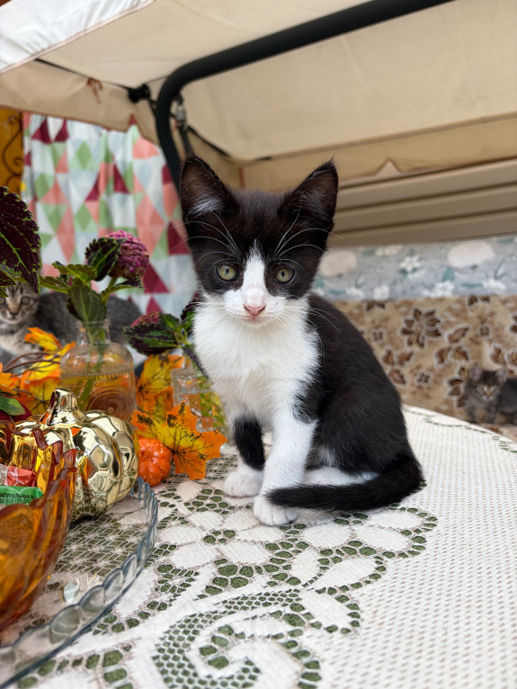 Кошки в Волгограде: Котята в добрые руки Девочка, Бесплатно - фото 8
