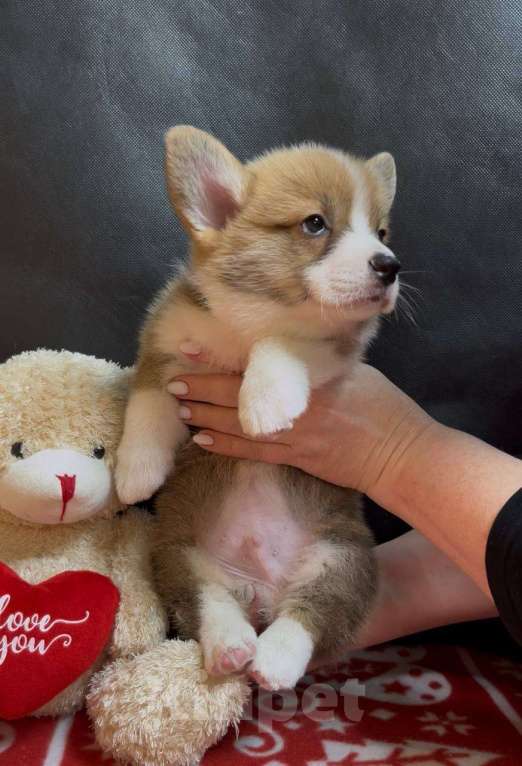 Собаки в других городах Московской области: Вельш корги пемброк мальчик  Мальчик, 38 000 руб. - фото 2