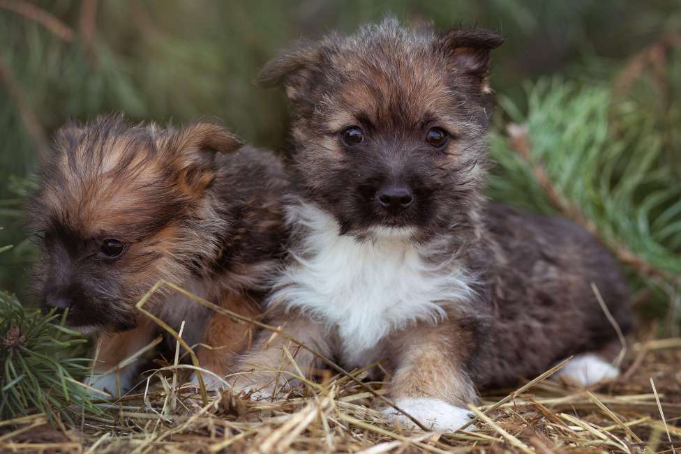 Собаки в Москве: щенок мелкаш Мимоза в добрые руки Девочка, Бесплатно - фото 7