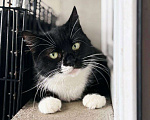 Кошки в Балашихе: Миранда Девочка, Бесплатно - фото 2