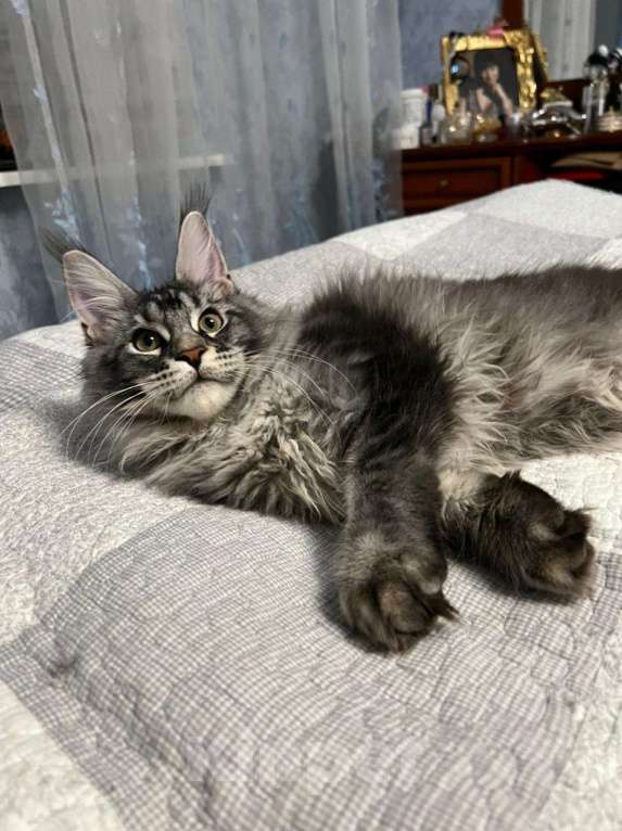 Кошки в Москве: Котёнок породы мейн-кун Мальчик, 40 000 руб. - фото 1