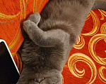 Кошки в Чите: потерялся кот Барсик Мальчик, Бесплатно - фото 3