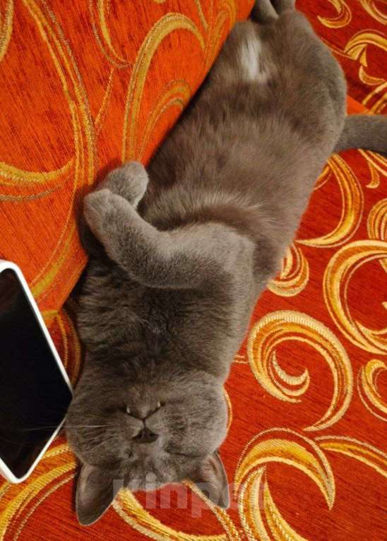 Кошки в Чите: потерялся кот Барсик Мальчик, Бесплатно - фото 3