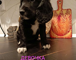 Собаки в Москве: Девочка 1 Девочка, 20 000 руб. - фото 7