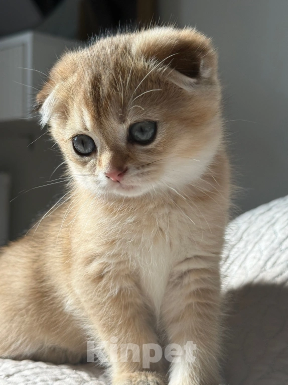 Кошки в Москве: Шотландский вислоухий котенок Девочка, Бесплатно - фото 2