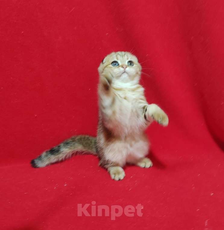 Кошки в Москве: Вислоухая золотая мраморная кошечка Девочка, 15 000 руб. - фото 8