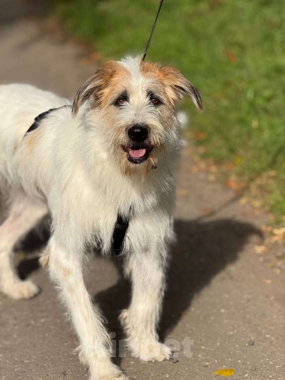 Собаки в Москве: Бородатое чудо Мишка Мальчик, Бесплатно - фото 6