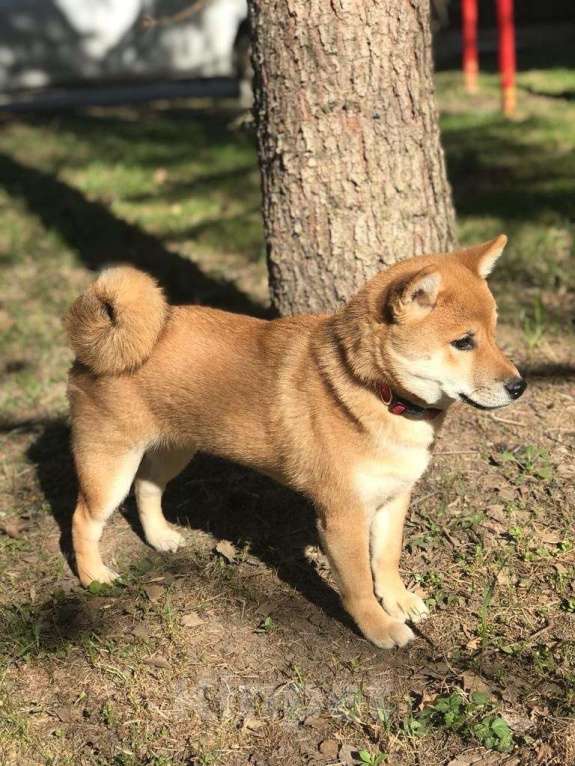 Собаки в Мурманске: Сиба ину в стандарте РКФ Девочка, 50 000 руб. - фото 5