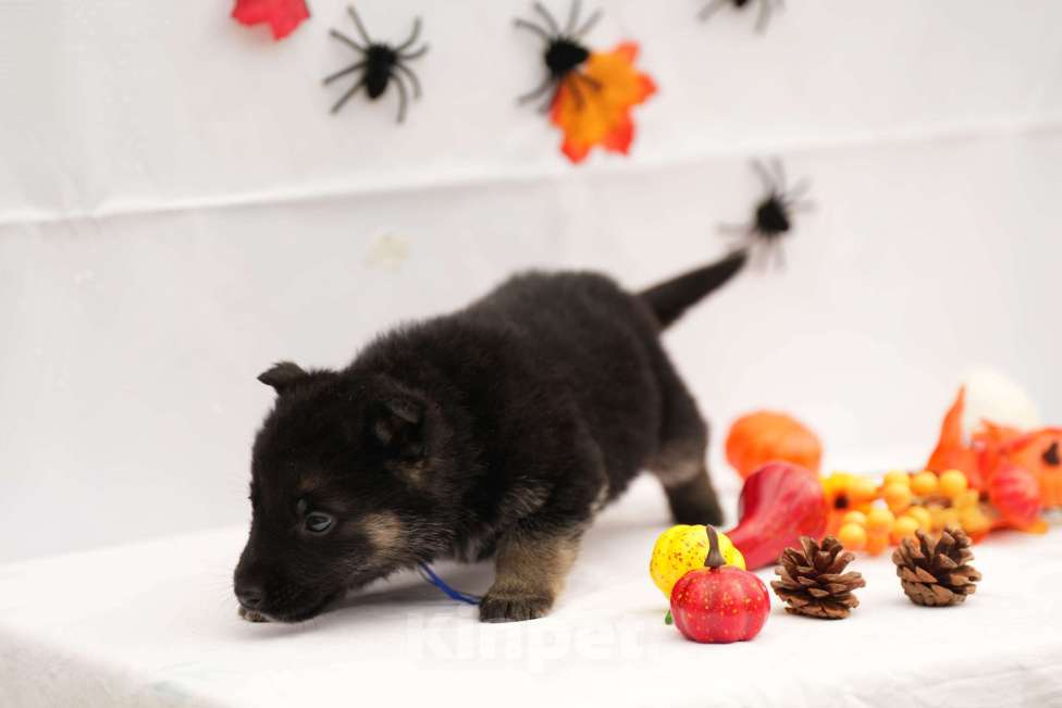 Собаки в других городах Московской области: Мальчик восточноевропейская овчарка с документами  Мальчик, 65 000 руб. - фото 3