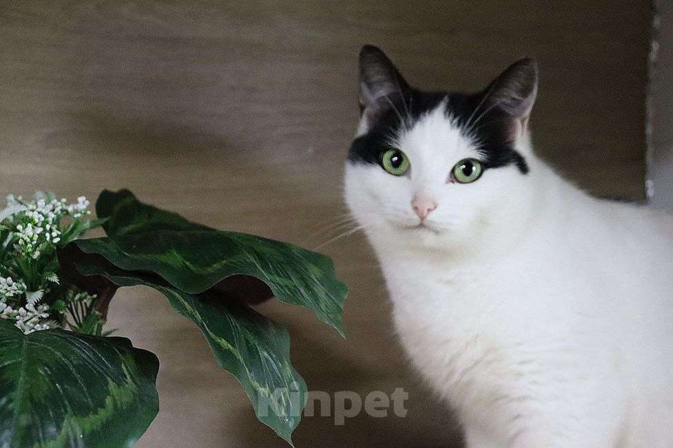 Кошки в Москве: Кошечка Тося ищет дом Девочка, Бесплатно - фото 2