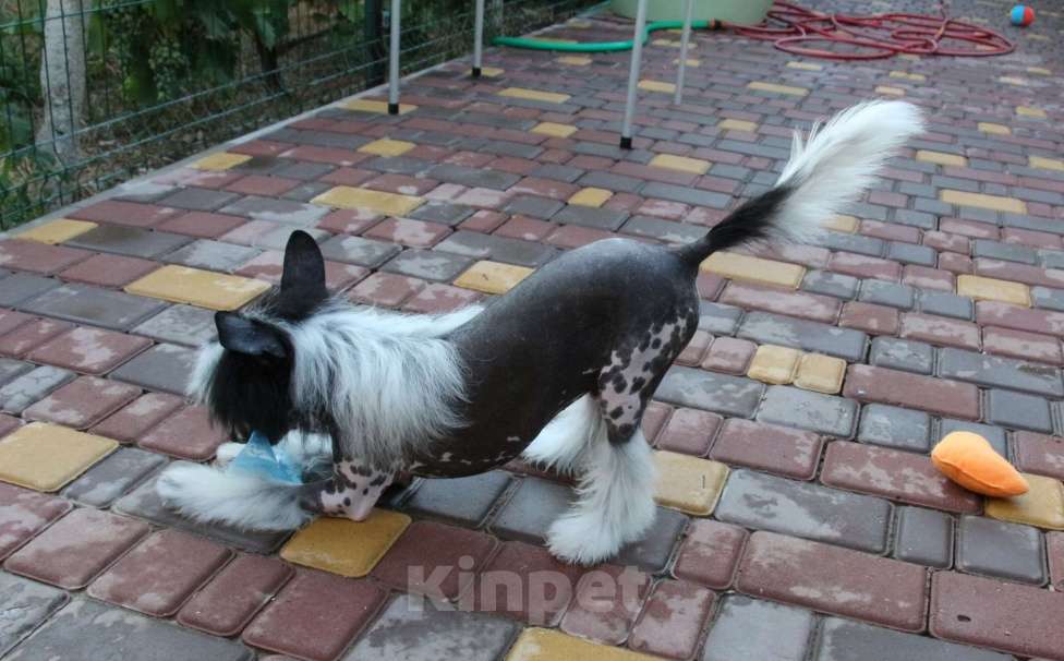 Собаки в Феодосии: Голый мальчик китайской хохлатой собачки Мальчик, Бесплатно - фото 3