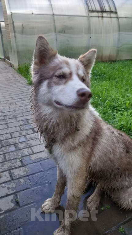 Собаки в Туле: Найдена собака хаски, девочка Девочка, Бесплатно - фото 2