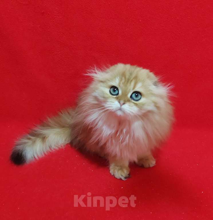 Кошки в Москве: Золотая мраморная кошечка хайленд Девочка, 20 000 руб. - фото 8