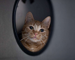 Кошки в Москве: кошка Роза Девочка, Бесплатно - фото 4