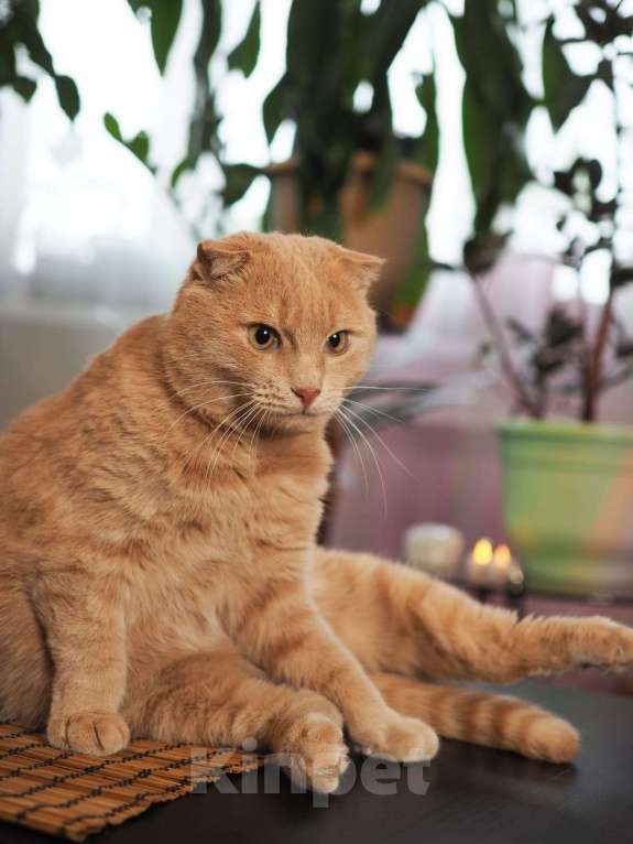 Кошки в Люберцах: Ищет дом очаровательный Симба. Мальчик, Бесплатно - фото 4