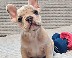 Собаки в Санкт-Петербурге: Щенки Французского бульдога Разнополые, 50 000 руб. - фото 3