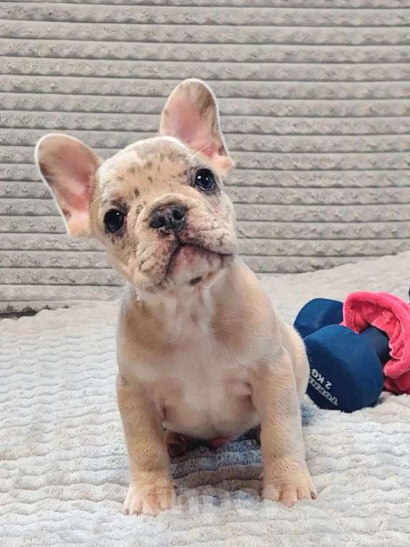 Собаки в Санкт-Петербурге: Щенки Французского бульдога Разнополые, 50 000 руб. - фото 3