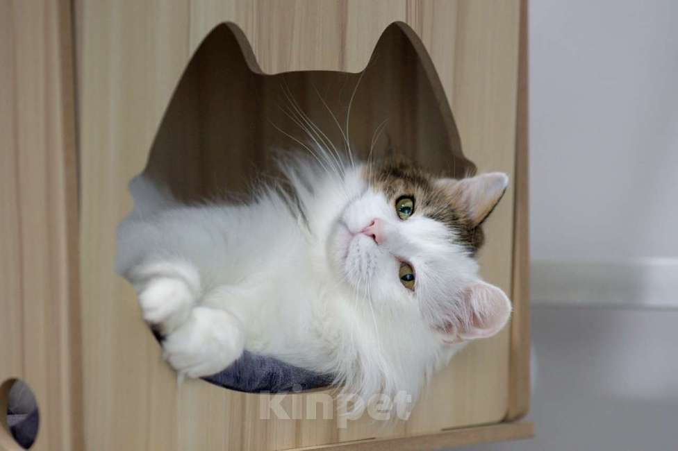 Кошки в Москве: кот Геннадий Мальчик, Бесплатно - фото 9