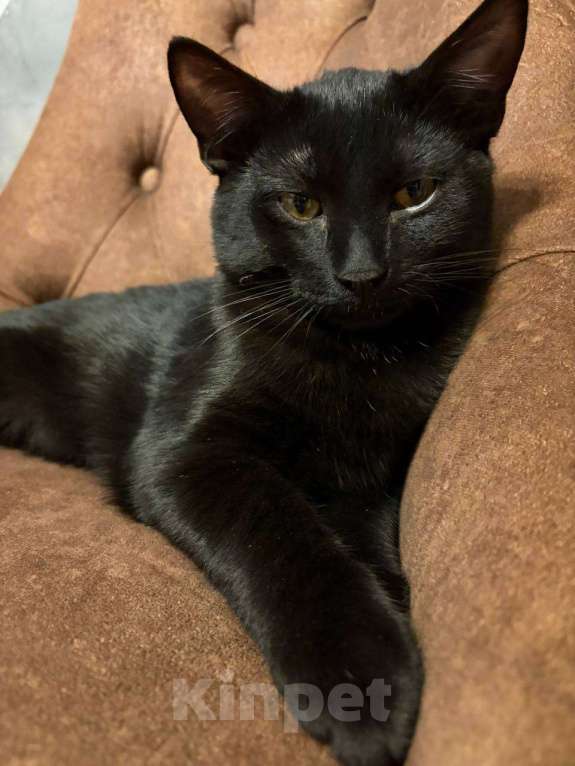 Кошки в других городах Московской области: Кошка в добрые руки. Гладкошерстная, умная приученная девочка Девочка, Бесплатно - фото 5