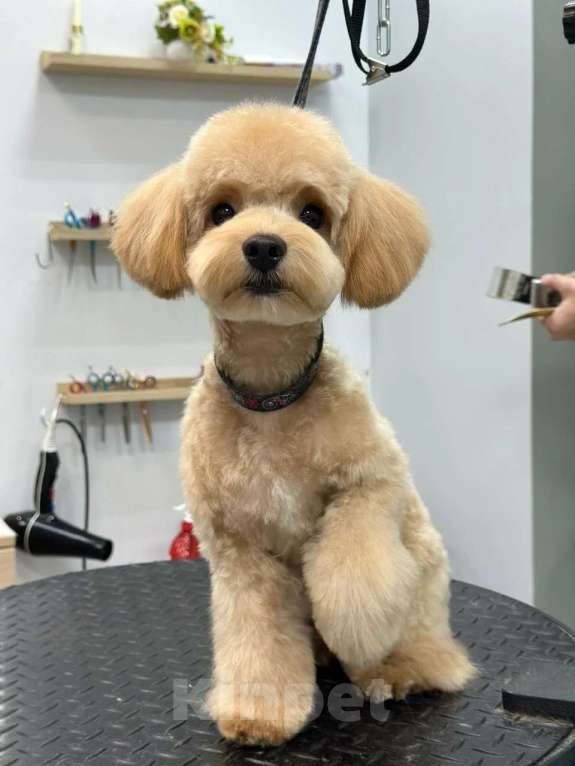 Собаки в Краснодаре: Мальтипушка Ф1 девочка Девочка, Бесплатно - фото 9