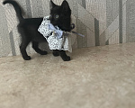 Кошки в Шатуре: Котята ищут дом Разнополые, Бесплатно - фото 2