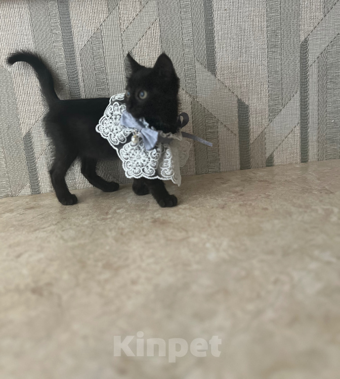 Кошки в Шатуре: Котята ищут дом Разнополые, Бесплатно - фото 2