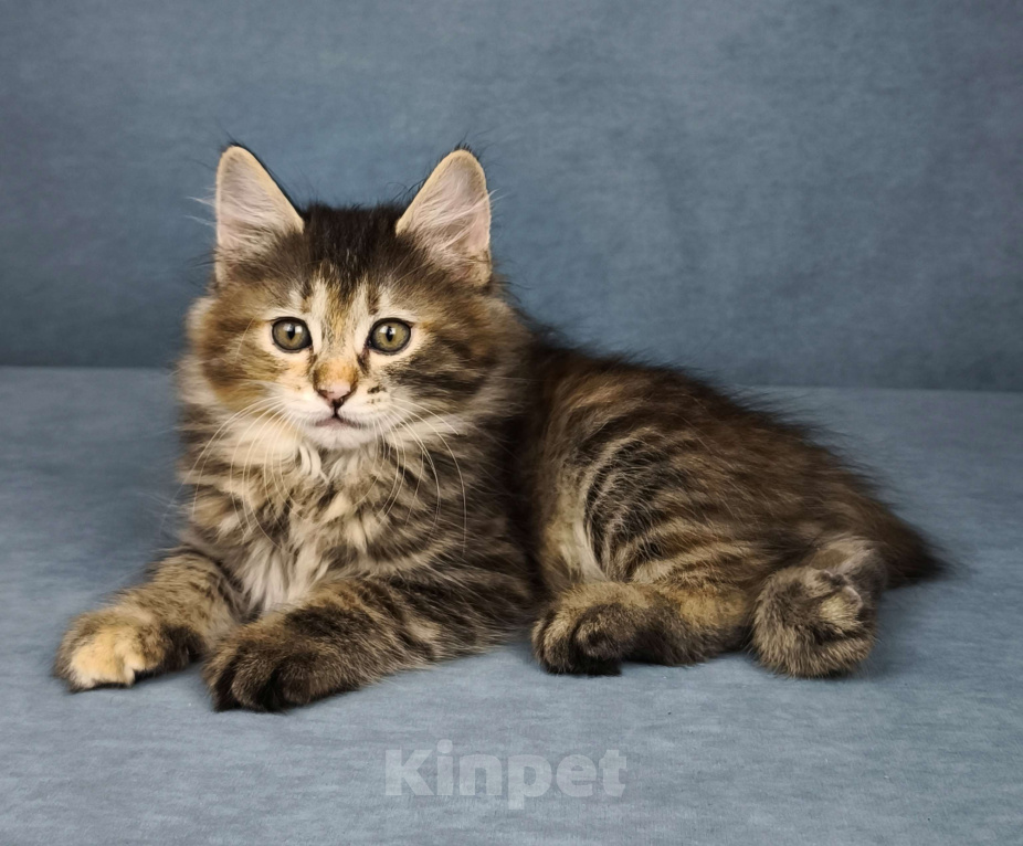 Кошки в Егорьевске: Курильский бобтейл Девочка, 50 000 руб. - фото 1