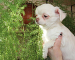 Собаки в Москве: Длинношерстный крепыш чихуахуа Мальчик, 15 000 руб. - фото 5
