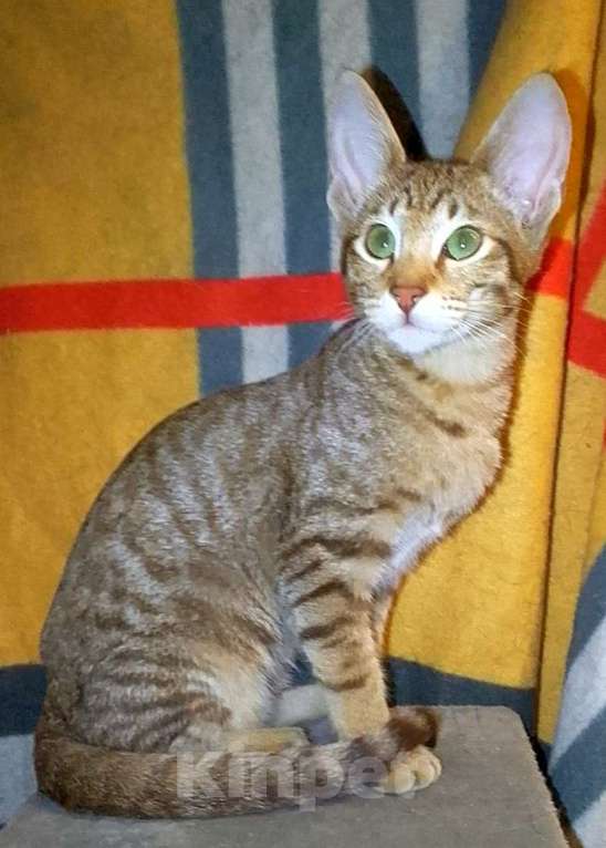 Кошки в Москве: Ориентальные котята  Девочка, 15 000 руб. - фото 2