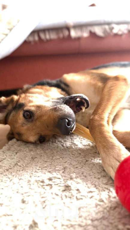 Собаки в Москве: Пес Семен ищет новый дом! Мальчик, Бесплатно - фото 6