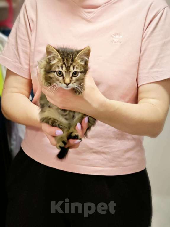 Кошки в Красногорске: Котенок Тигран 1,5 месяца в добрые руки  Мальчик, Бесплатно - фото 1