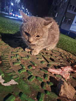 Объявление: Котик со смешными глазками , Бесплатно, Чебоксары