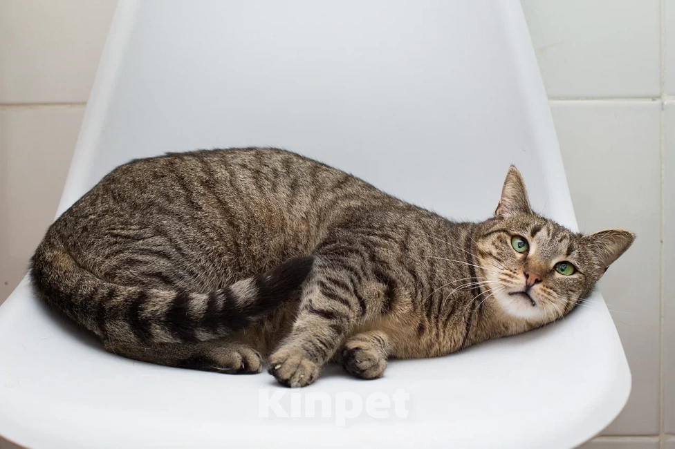 Кошки в Москве: Кошка Вера верит что найдёт свою семью Девочка, Бесплатно - фото 5