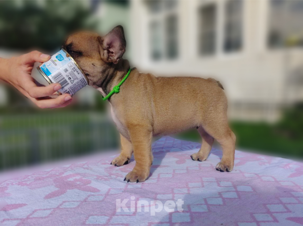 Собаки в других городах Московской области: Арчибальд  Мальчик, 60 000 руб. - фото 2