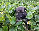 Собаки в Омске: Добрая малышка  Девочка, 10 руб. - фото 1