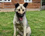 Собаки в Звенигороде: Бобик молодой пес в добрые руки Мальчик, Бесплатно - фото 5