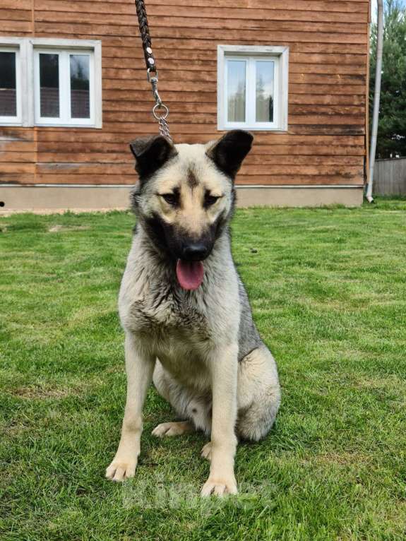 Собаки в Звенигороде: Бобик молодой пес в добрые руки Мальчик, Бесплатно - фото 5