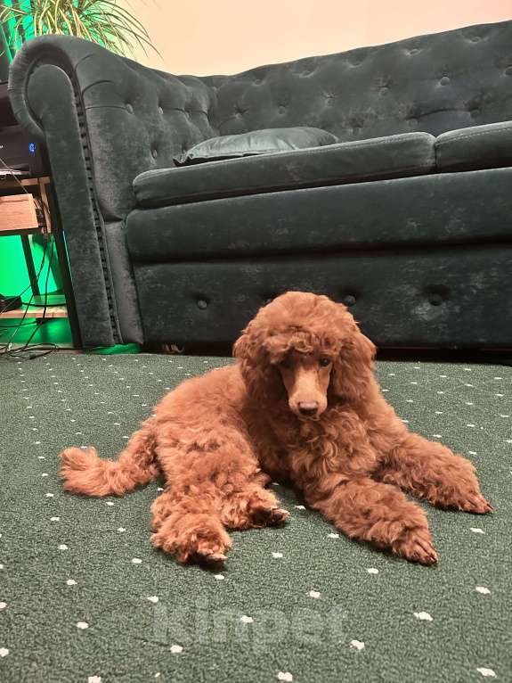 Собаки в Санкт-Петербурге: Щенок миниатюрного пуделя кобель  ищет добрых и любимых хозяев Мальчик, 100 000 руб. - фото 10