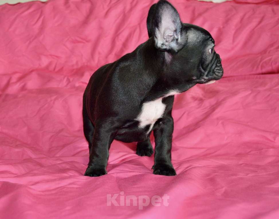 Собаки в Самаре: Щенок французского бульдога  Девочка, 35 000 руб. - фото 6