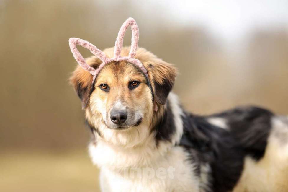 Собаки в Москве: Умные и позитивные пёсики (1,5 г.) ищут дом Мальчик, Бесплатно - фото 8