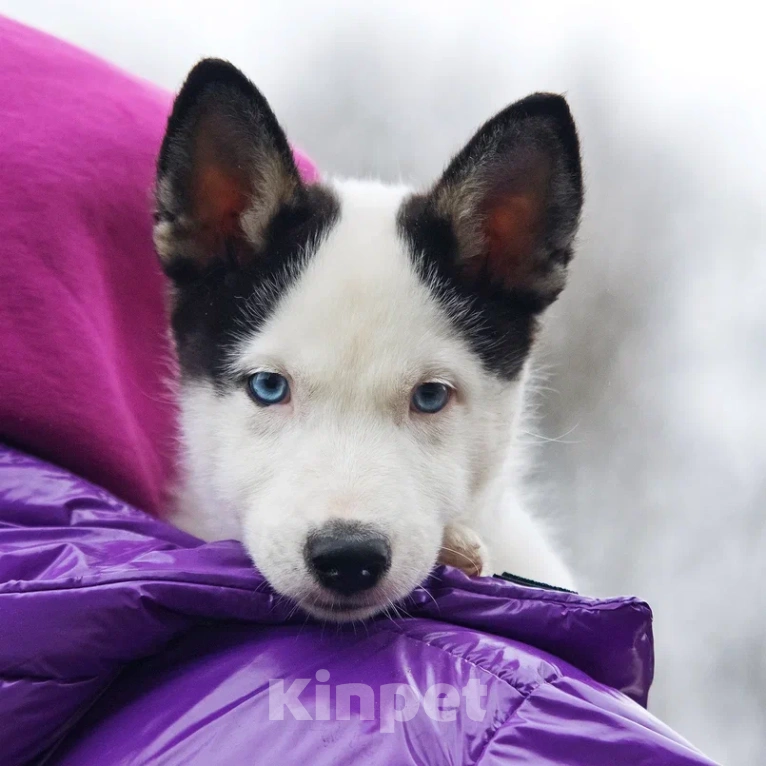 Собаки в Лосином-Петровском: Орфей якутята ппбж Мальчик, Бесплатно - фото 5