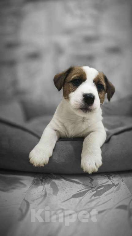 Собаки в Туле: Джек Рассел Терьер щенки Мальчик, 60 000 руб. - фото 5