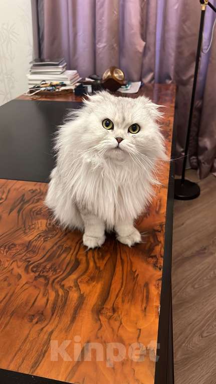 Кошки в Реутове: Амелия Девочка, Бесплатно - фото 2