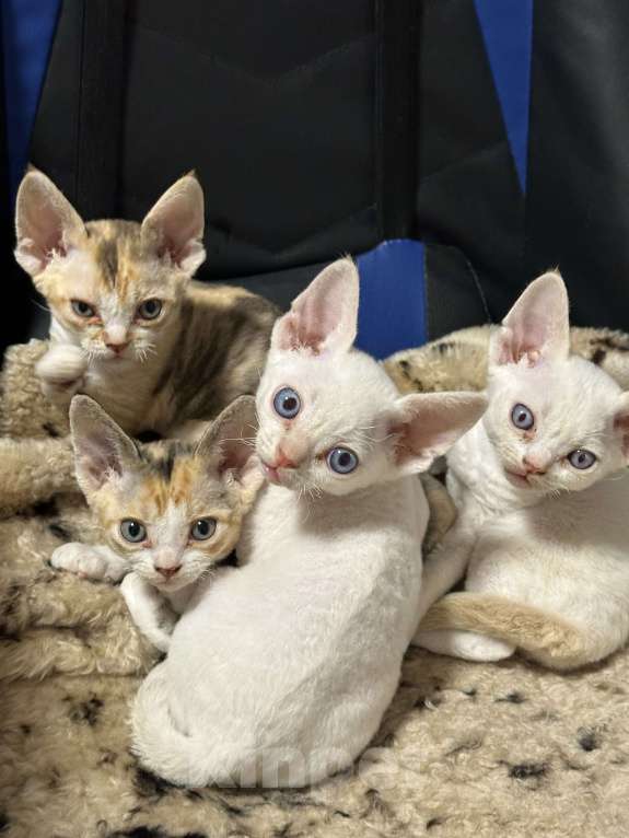 Кошки в Мурином: Dominic Мальчик, 65 000 руб. - фото 6