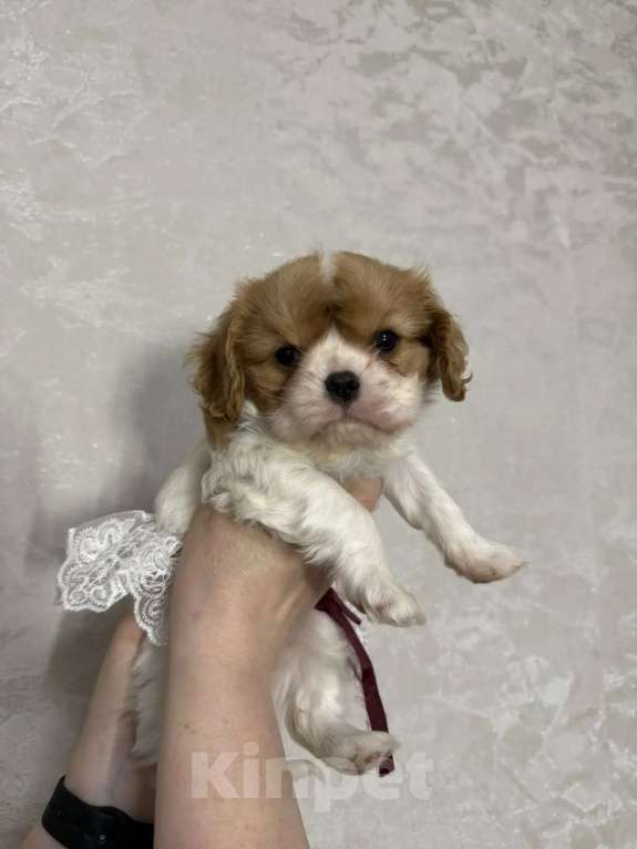 Собаки в Москве: Девочка ККЧС Девочка, 150 000 руб. - фото 3